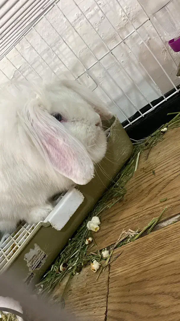 خرگوش لوپ ماده|موش و خرگوش|تبریز, |دیوار