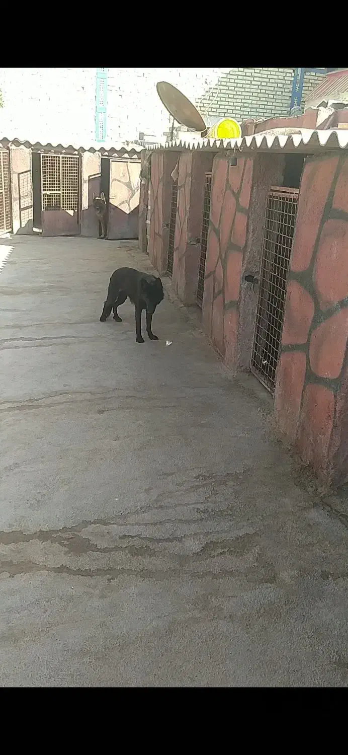 ماده ژرمن بلک|سگ|تهران, استاد معین|دیوار