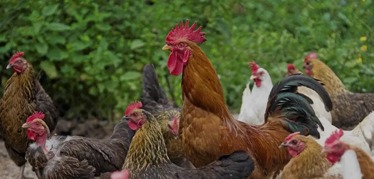 مرغ و خروس محلی|حیوانات مزرعه|برازجان, |دیوار