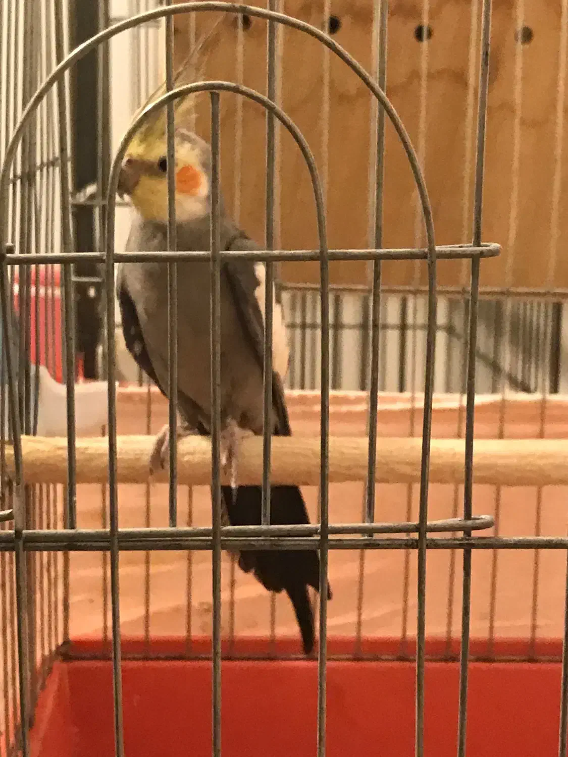 فروش عروس هلندی|پرنده|بندرعباس, |دیوار