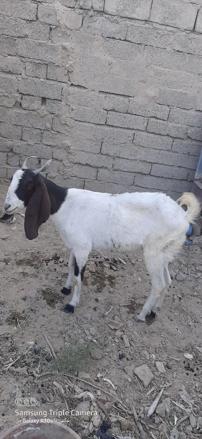 سلام. فروش یک عدد بز ماده|حیوانات مزرعه|هیرمند, |دیوار