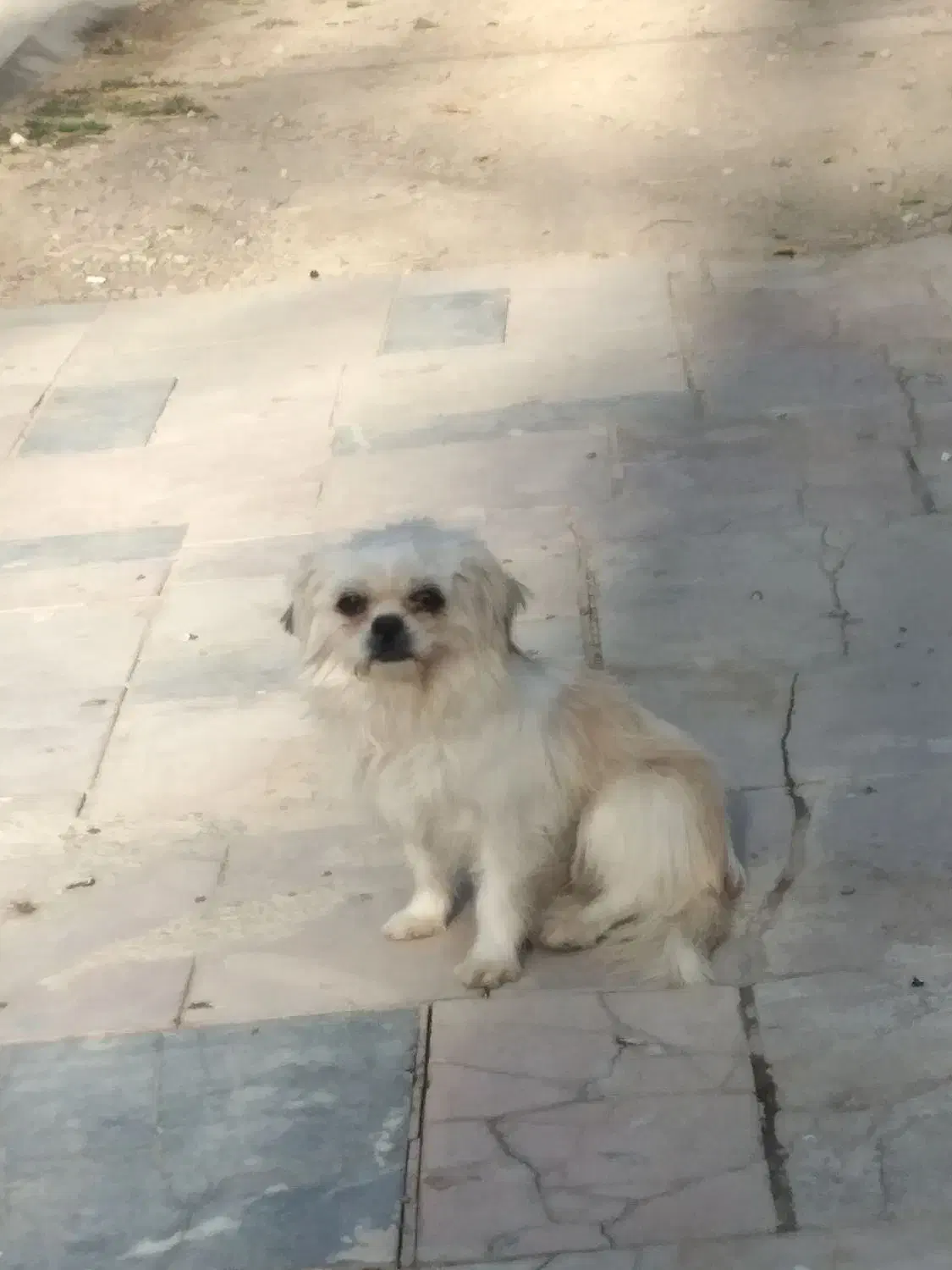 سگ پاپی|سگ|خمینی‌شهر, |دیوار