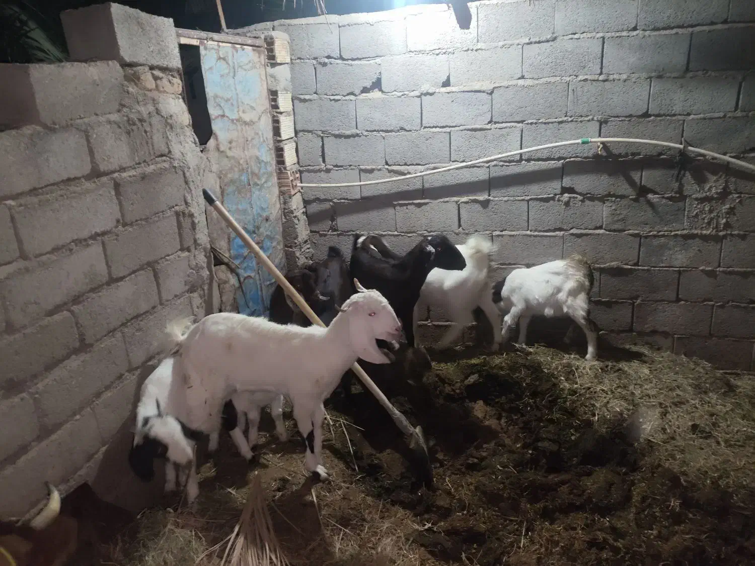 فروش چند  عدد بز و کره|حیوانات مزرعه|فهرج, |دیوار
