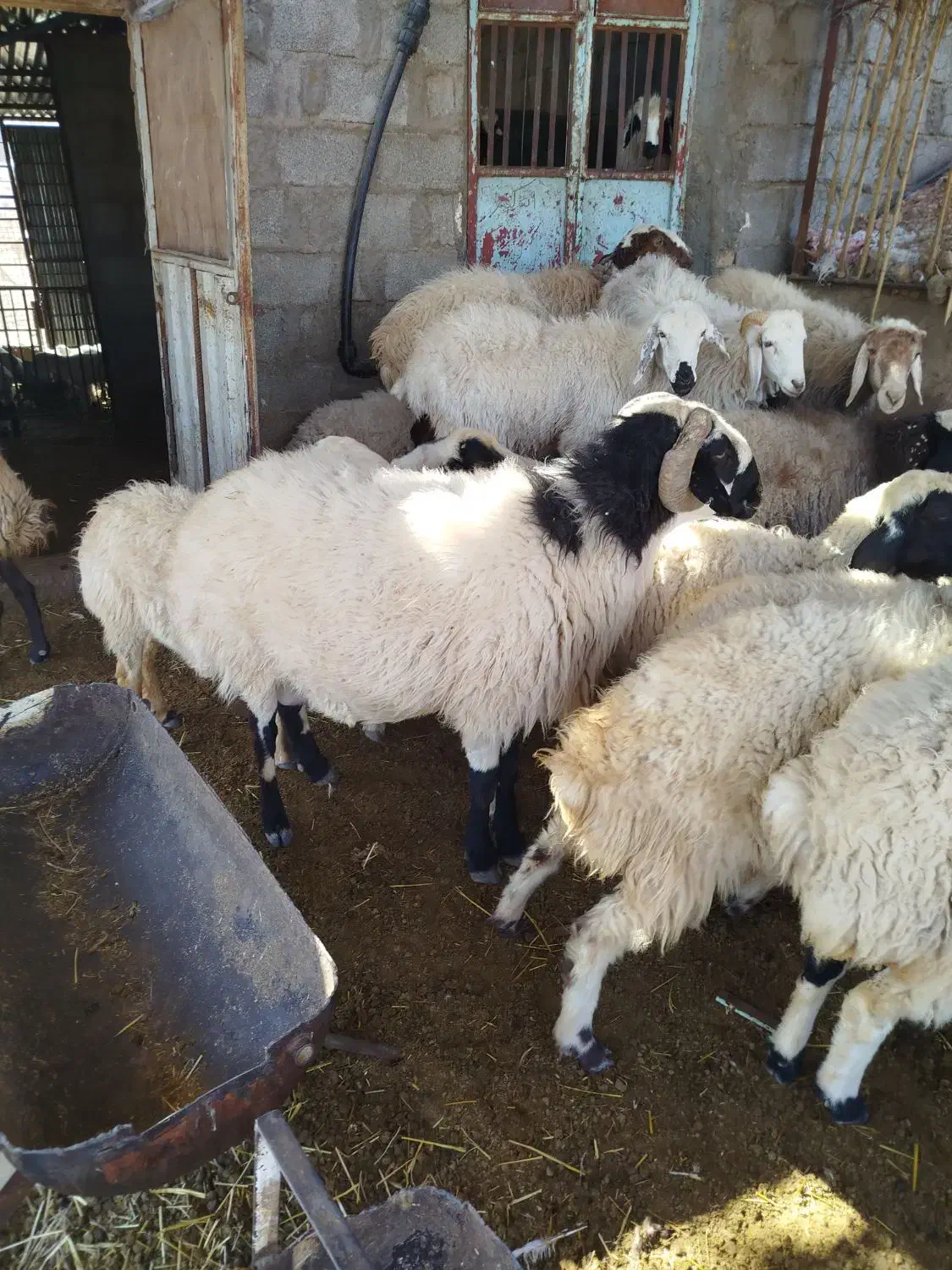 قوچ کاردورگ شیرازی|حیوانات مزرعه|ماهان, |دیوار