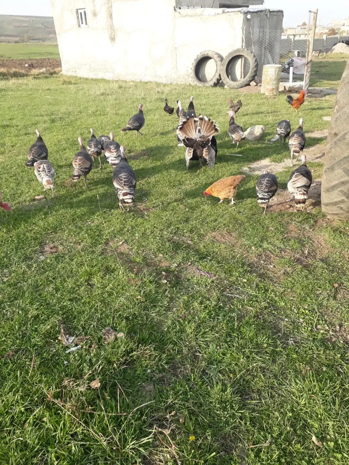 بوقلمون محلی|حیوانات مزرعه|اردبیل, |دیوار