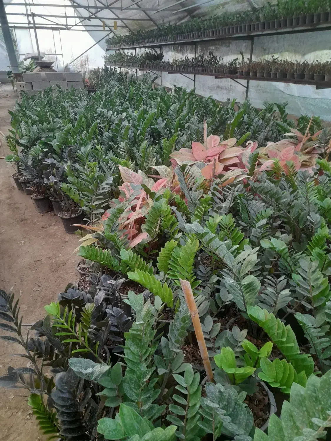 فروش گل زامفولیا قیمت مناسب|گل و گیاه طبیعی|گتاب, |دیوار