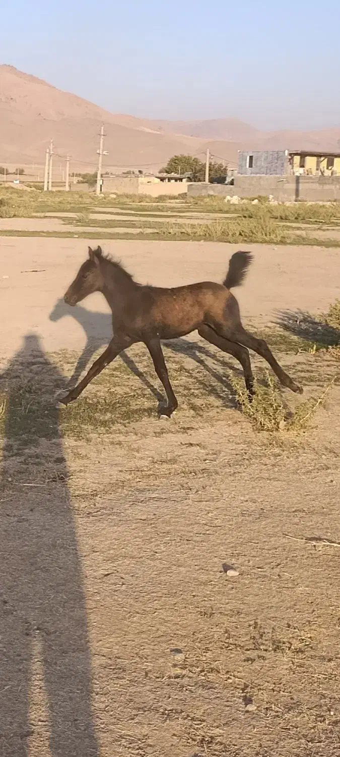 یک عدد مادیون با کره ماده درجه یک|اسب و تجهیزات اسبسواری|دورود, |دیوار