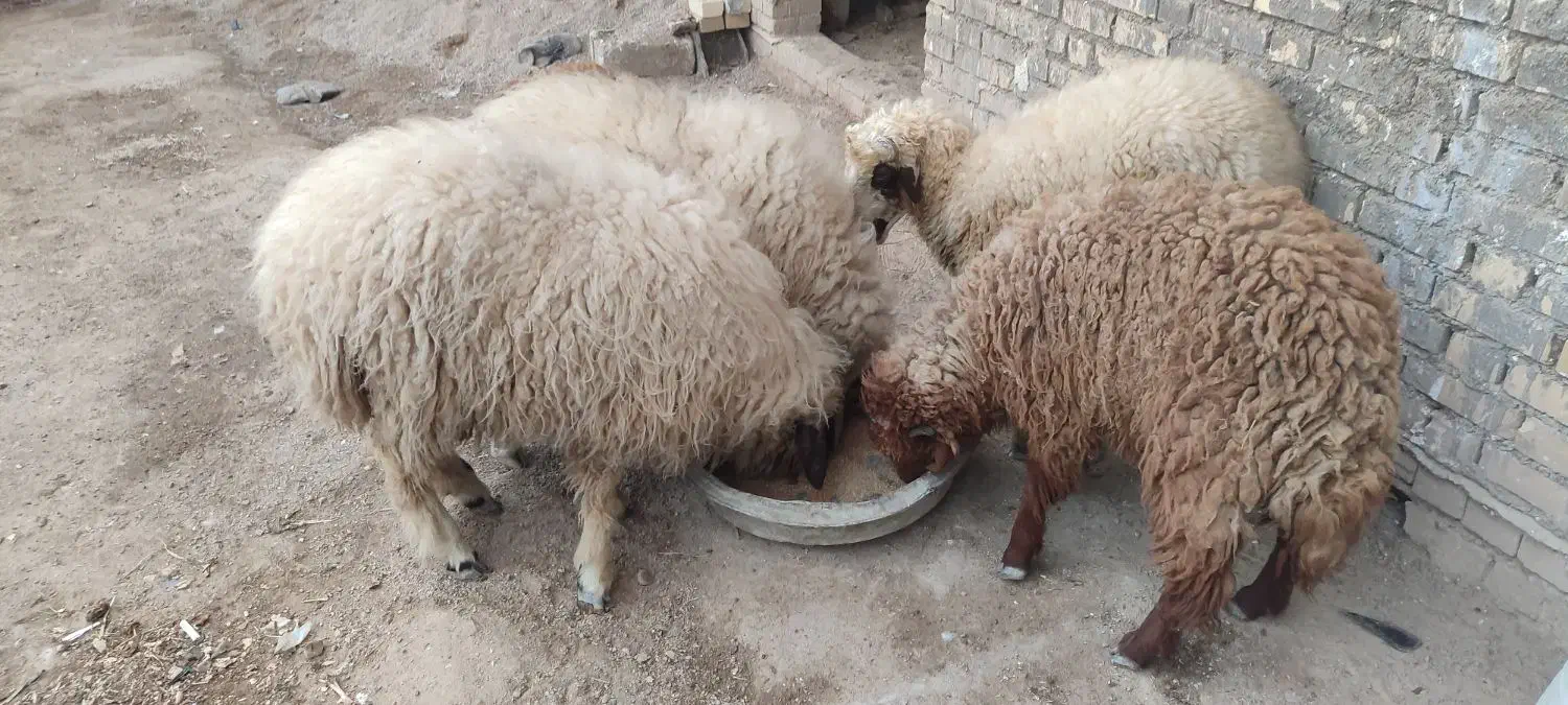 بره نر|حیوانات مزرعه|خرمشهر, |دیوار