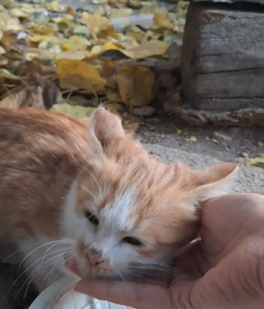 بچه گربه|گربه|طرقبه, |دیوار