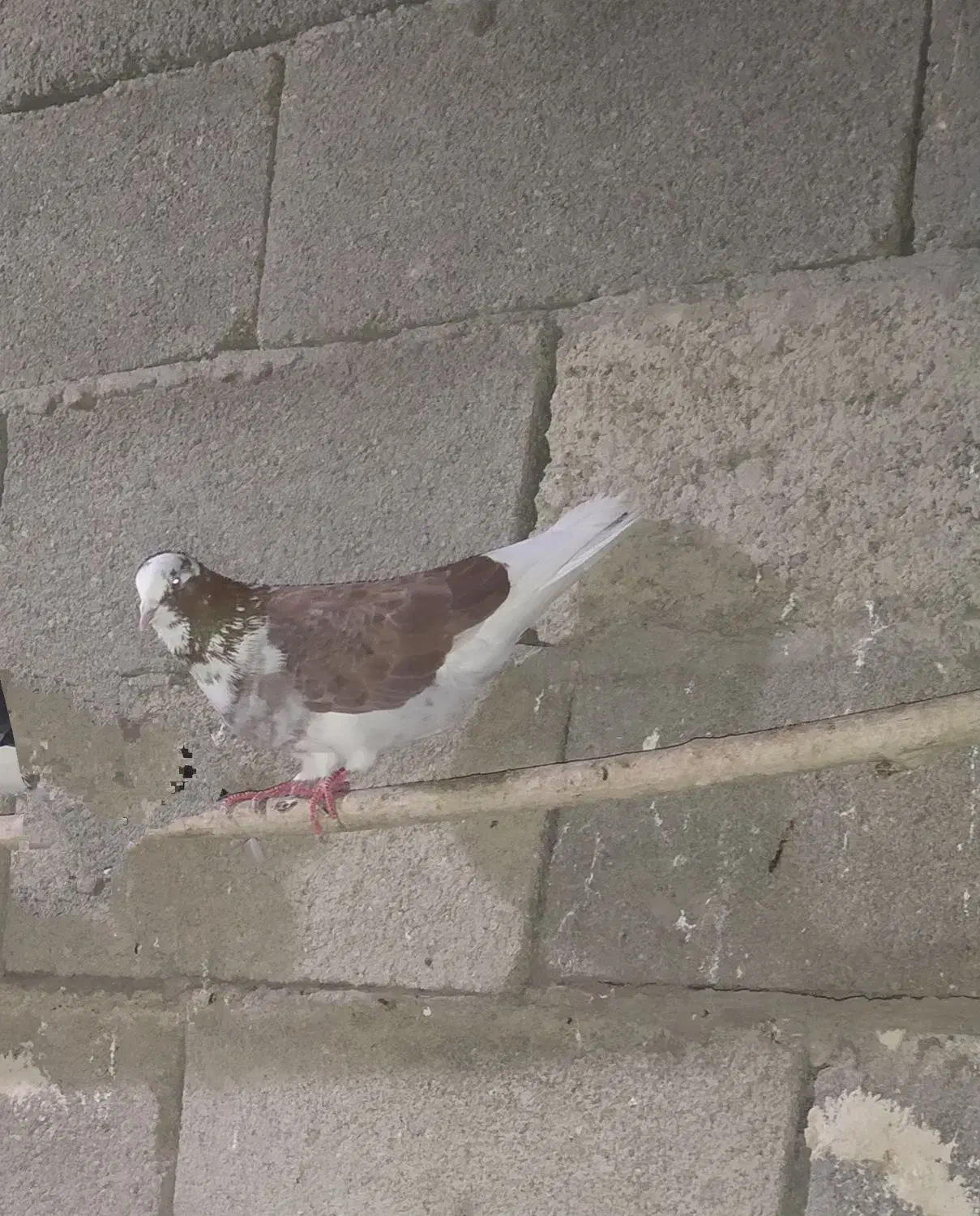 دو عدد کبوتر نر|پرنده|نمین, |دیوار