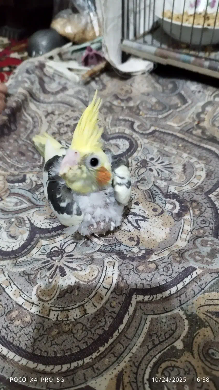 جوجه عروس|پرنده|آستانه اشرفیه, |دیوار