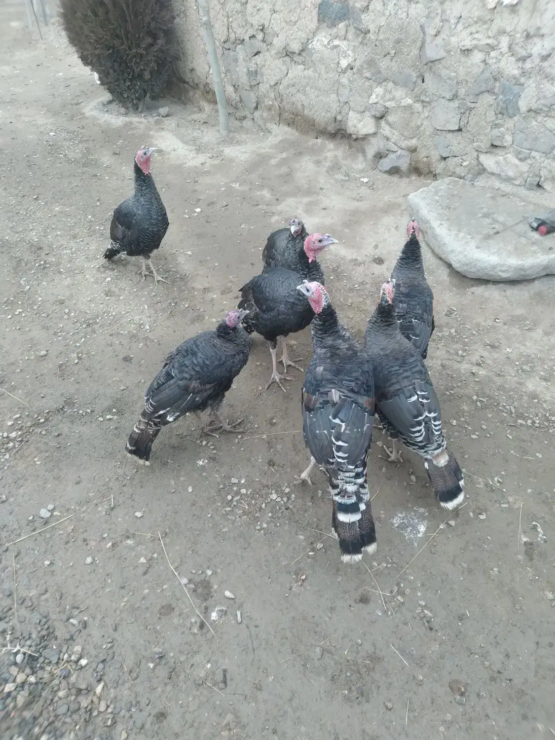 بوقلمون|حیوانات مزرعه|چالدران, |دیوار