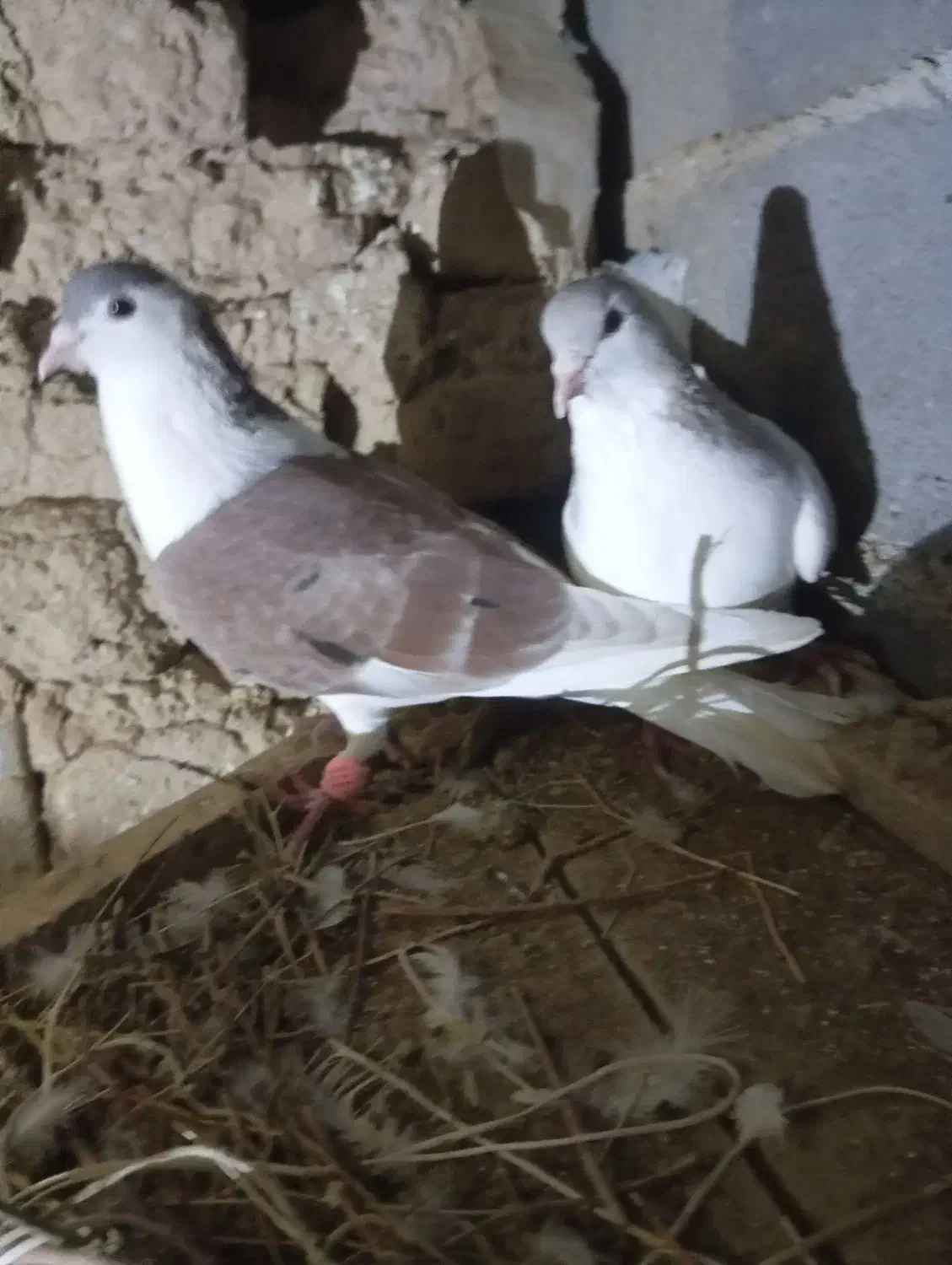 کفترساده لای|پرنده|شیروان (خراسان), |دیوار