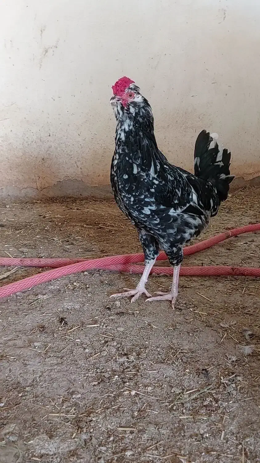 گلین نیمچه و بالغ|حیوانات مزرعه|شهرکرد, |دیوار