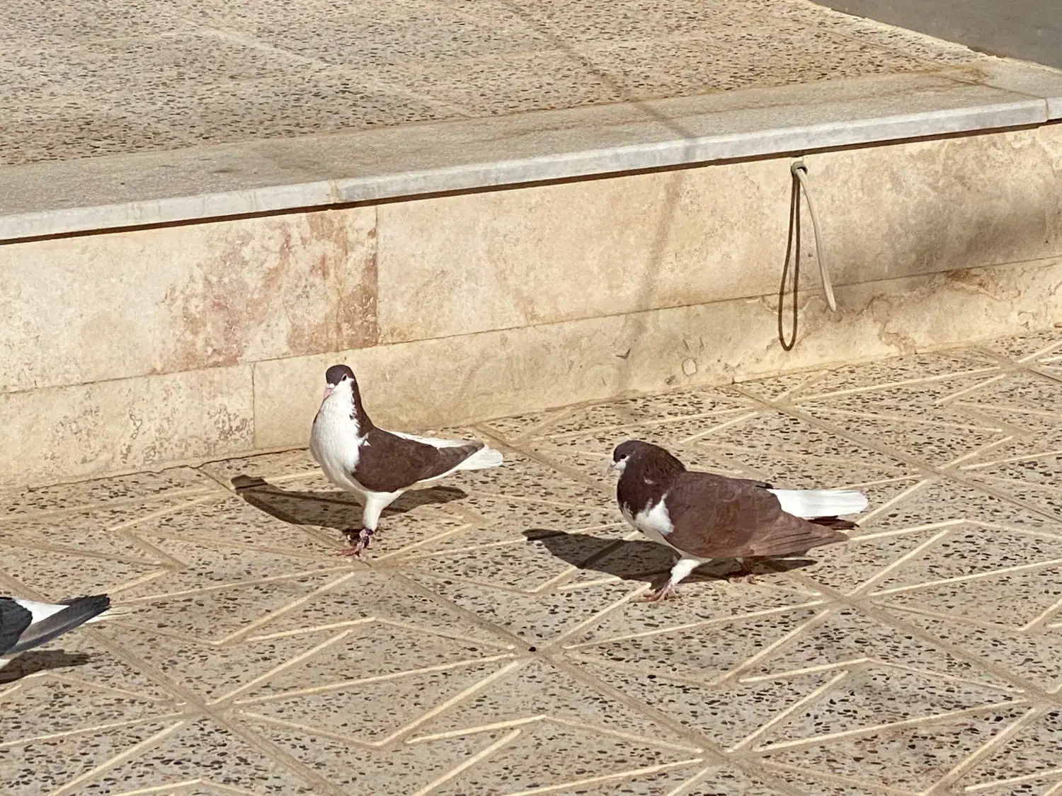 کبوتر|پرنده|آباده, |دیوار