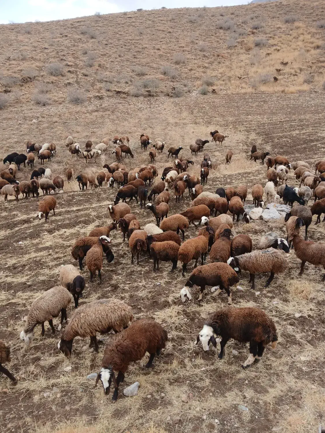 بره ماده شیشک|حیوانات مزرعه|زاغه, |دیوار