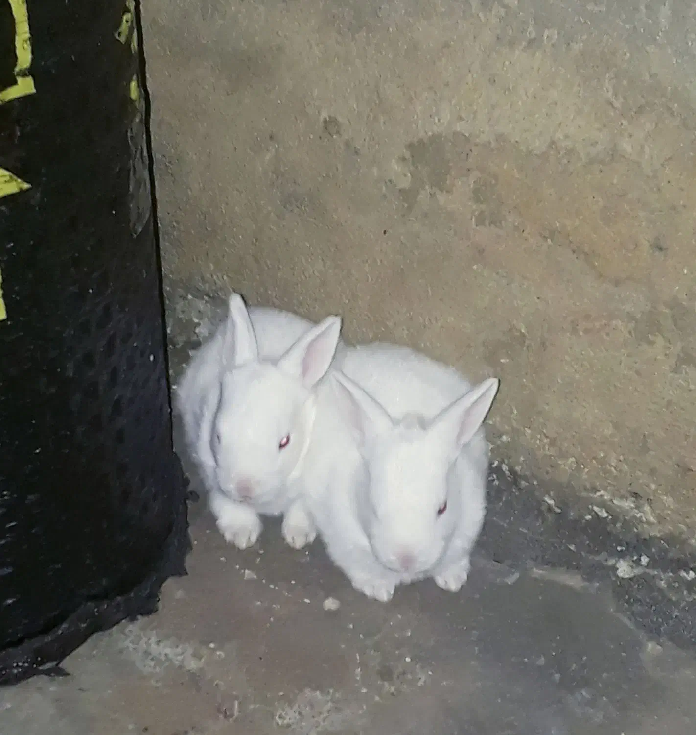 بچه خرگوش سفید چشم قرمز یک ماهه (باشت)|موش و خرگوش|باشت, |دیوار