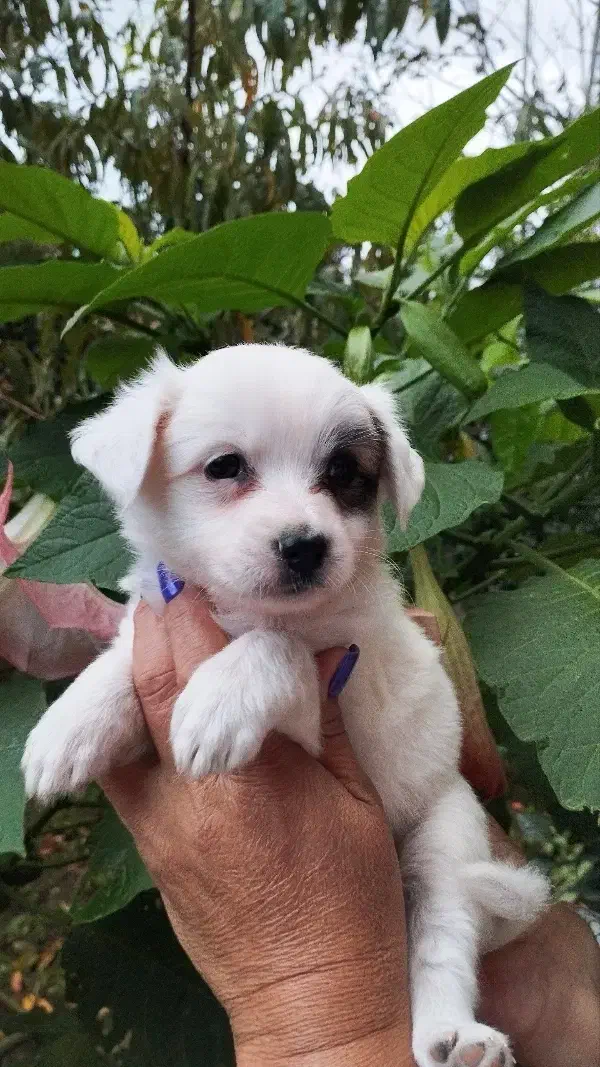 اشپیتز پامر|سگ|رشت, حومه رشت|دیوار