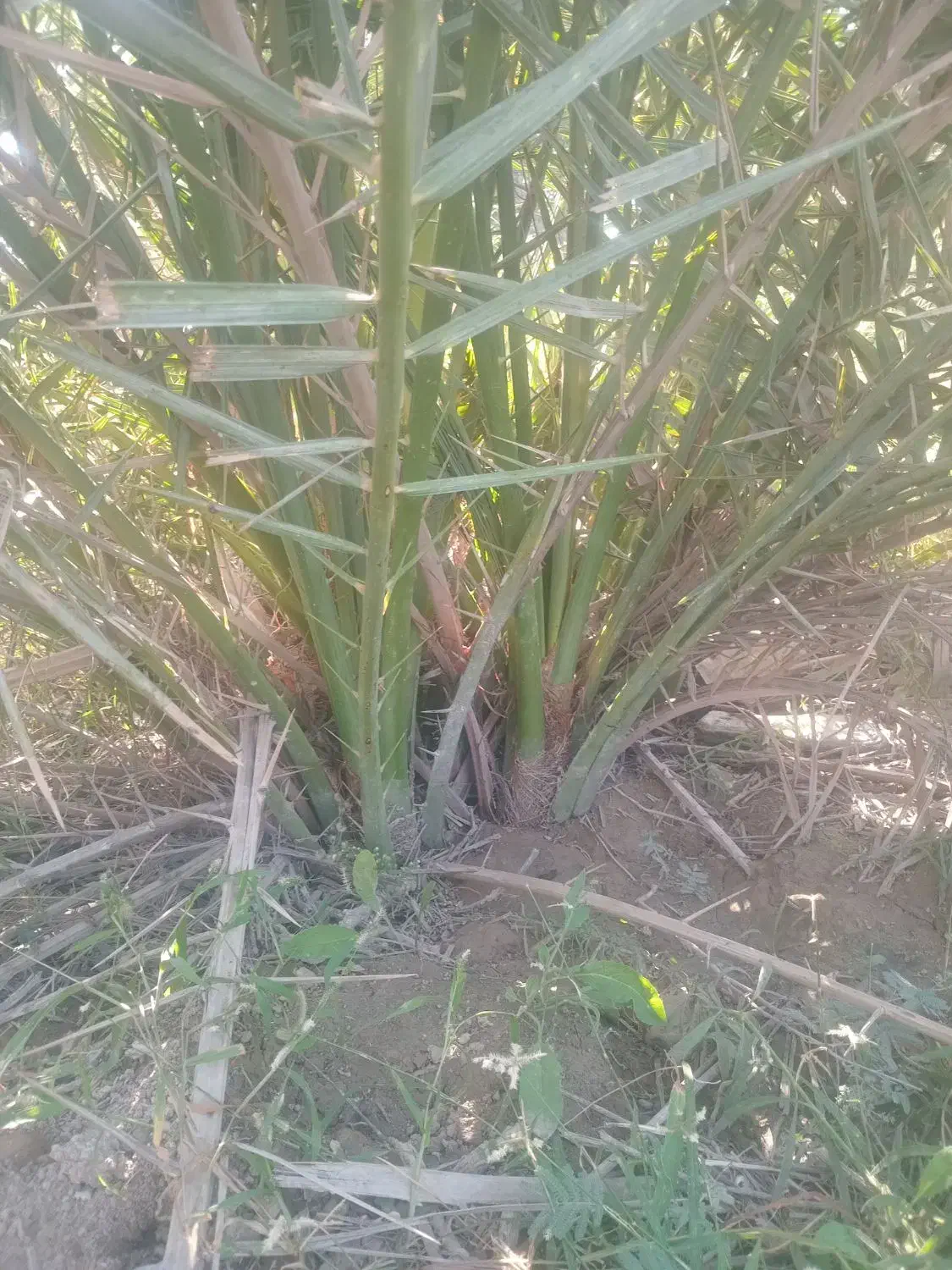 فروش دمیت|گل و گیاه طبیعی|اسیر, |دیوار