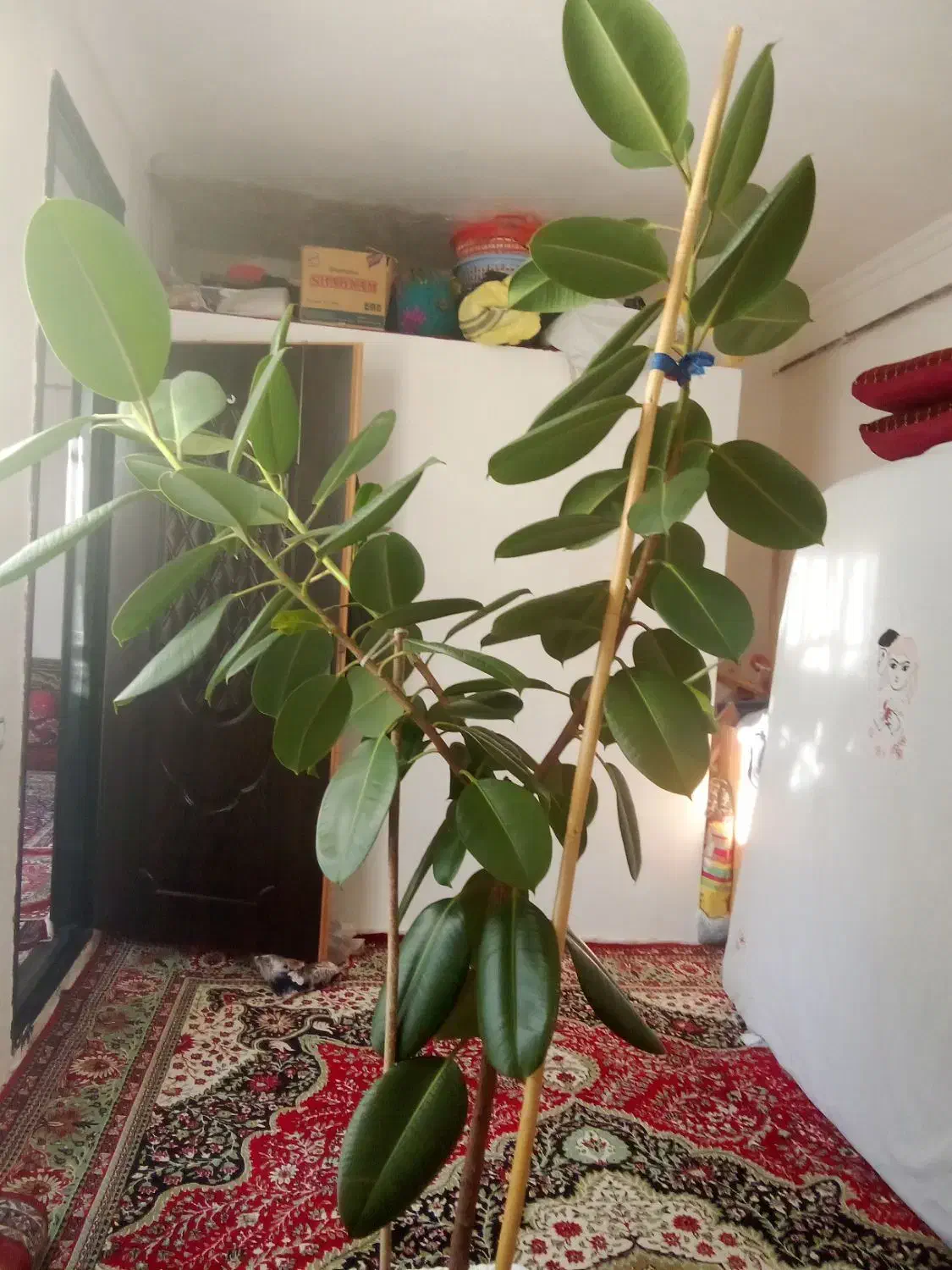 گل زیبا|گل و گیاه طبیعی|اهر, |دیوار