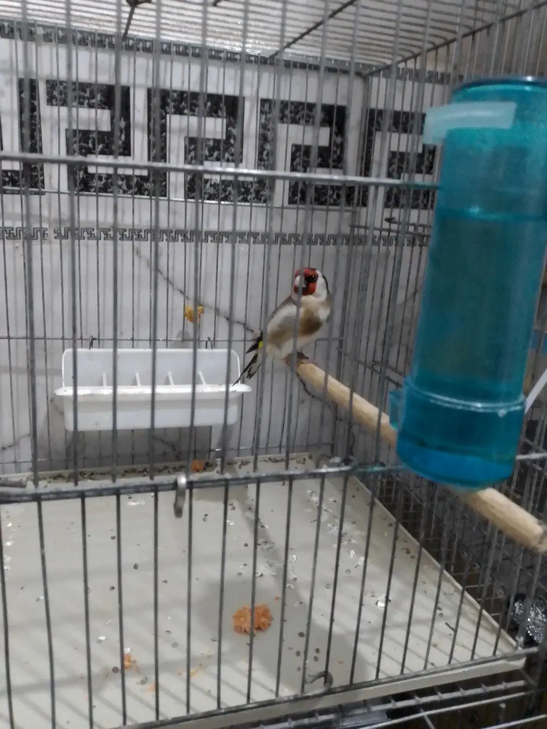 یک عدد سهره نر|پرنده|قم, شهرک فاطمیه|دیوار