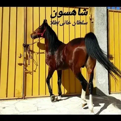 اسب سیلمی دره شوری|اسب و تجهیزات اسبسواری|رامهرمز, |دیوار