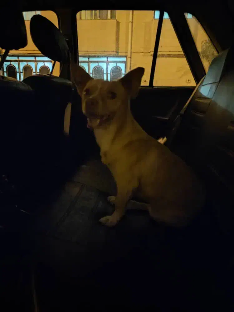 سگ گم شده|حیوانات|اراک, |دیوار