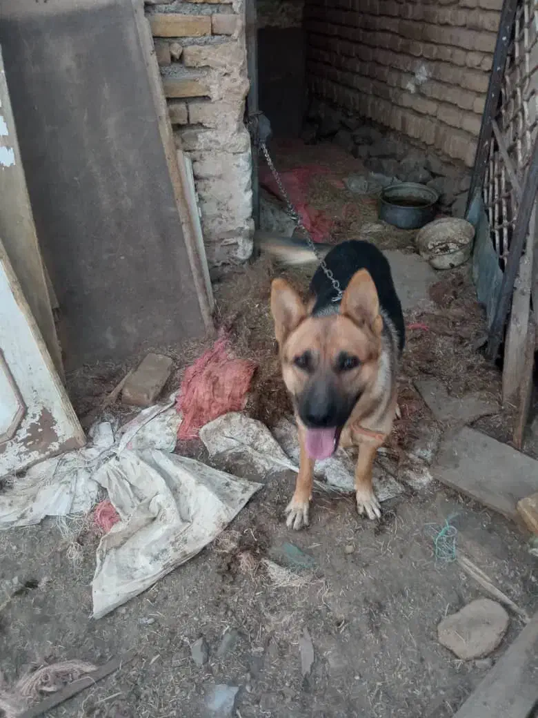 سگ ژرمن|سگ|تربت‌حیدریه, بالا ولایت|دیوار