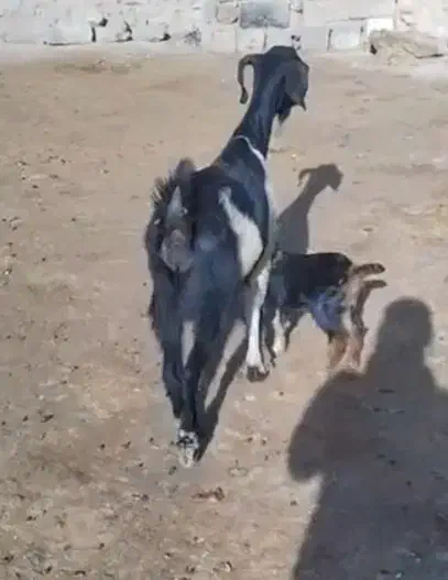 فروش بز جوان|حیوانات مزرعه|سقز, |دیوار