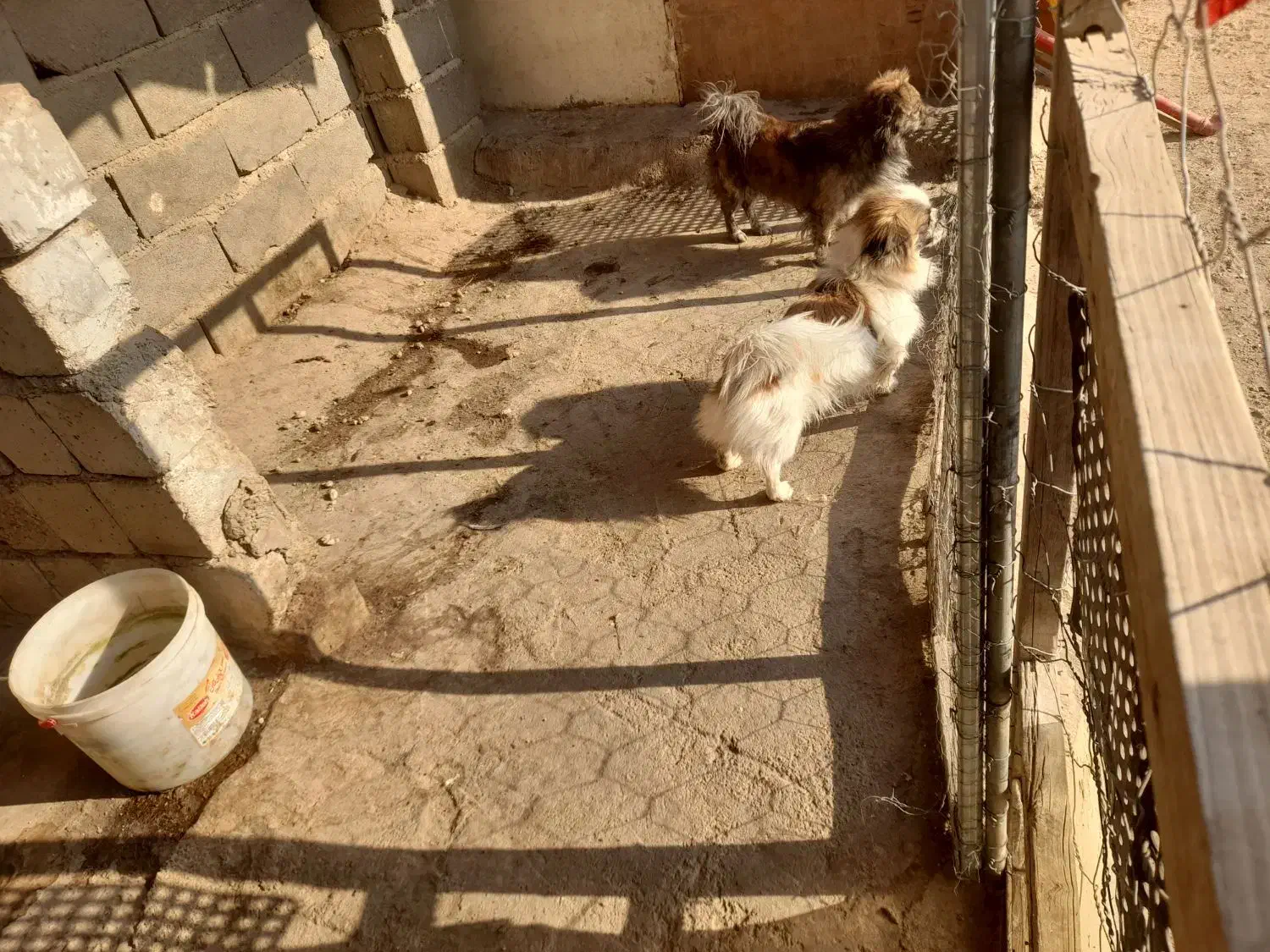 سگ پاکوتاه|سگ|سمنان, |دیوار