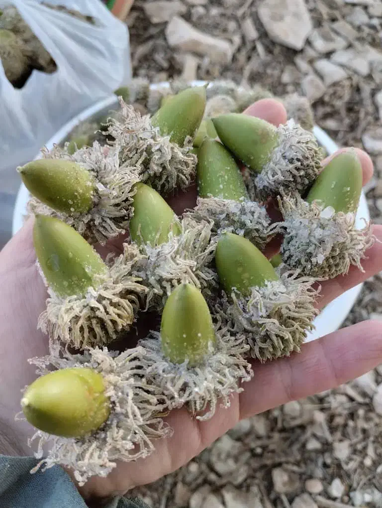 زمین کشاورزی|فروش دفتر صنعتی، کشاورزی، تجاری|سیوان, |دیوار