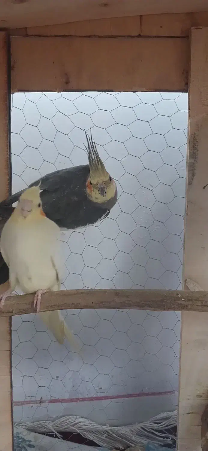 معاوضه با ملنگو|پرنده|کرمان, |دیوار