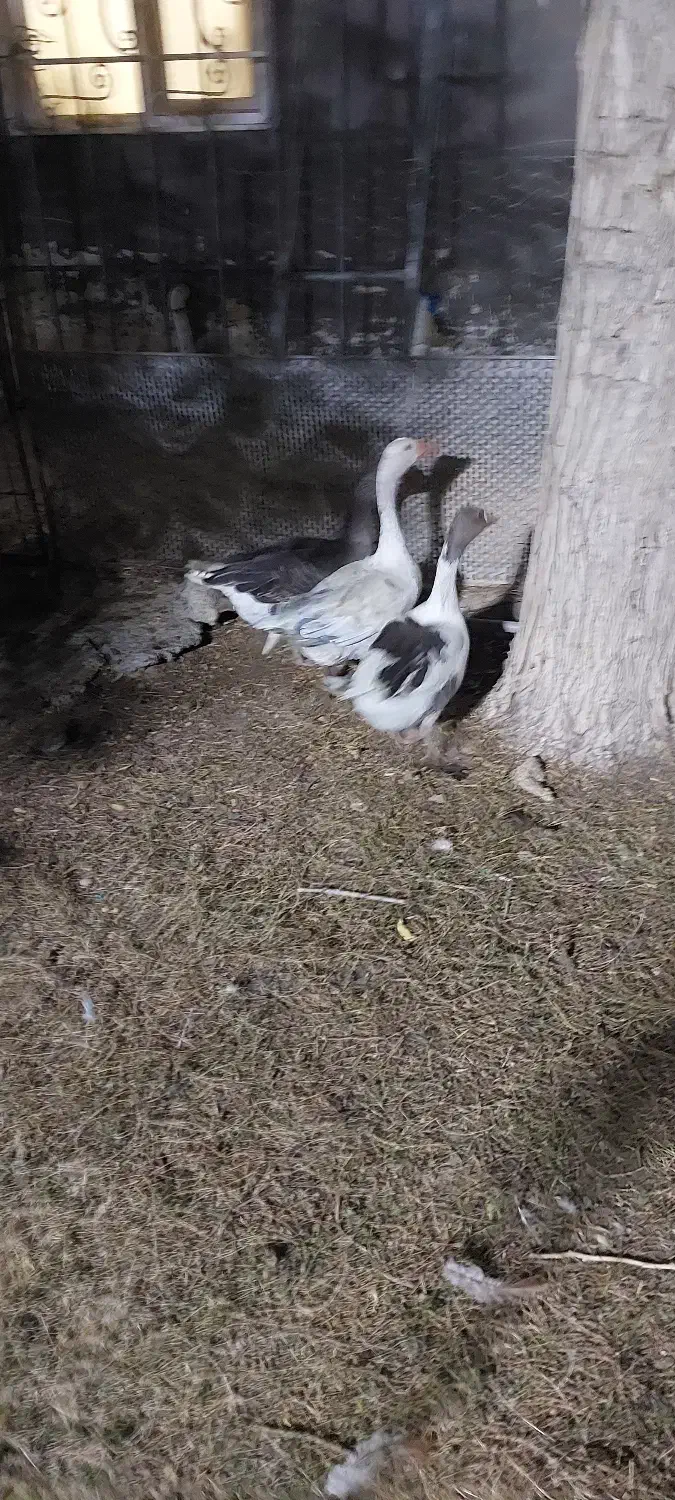 غاز|حیوانات مزرعه|امیدیه, |دیوار