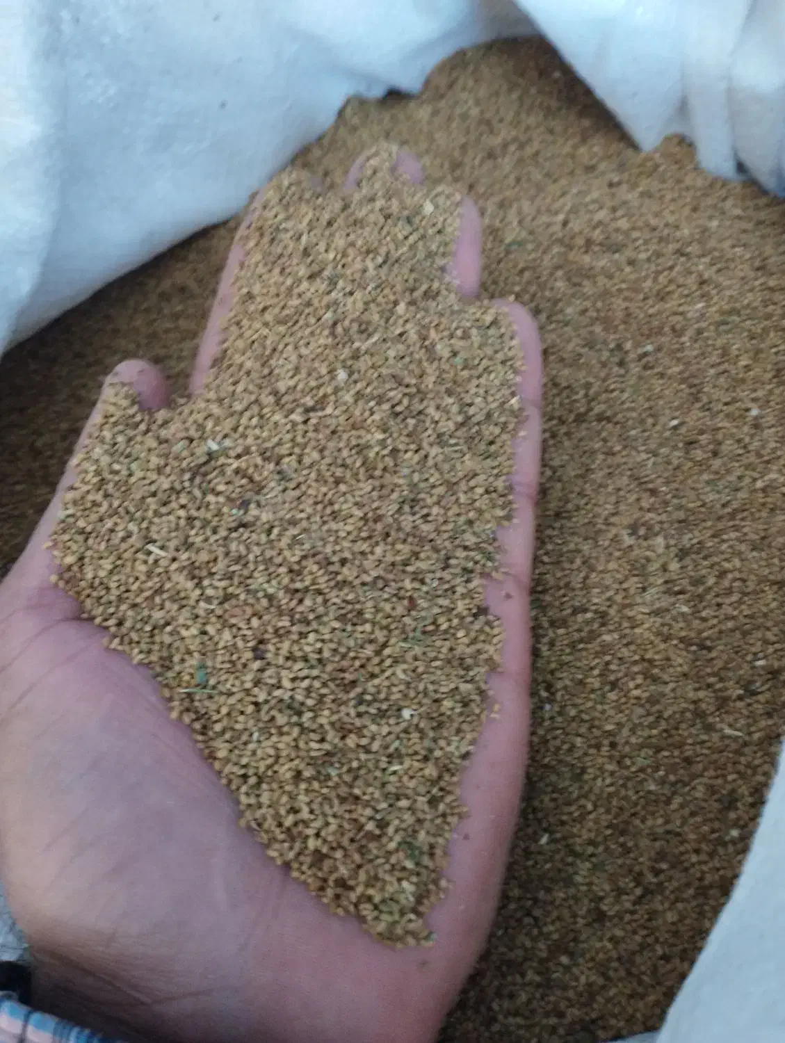 بذر یونجه تضمینی|عمده‌فروشی|رابر, |دیوار