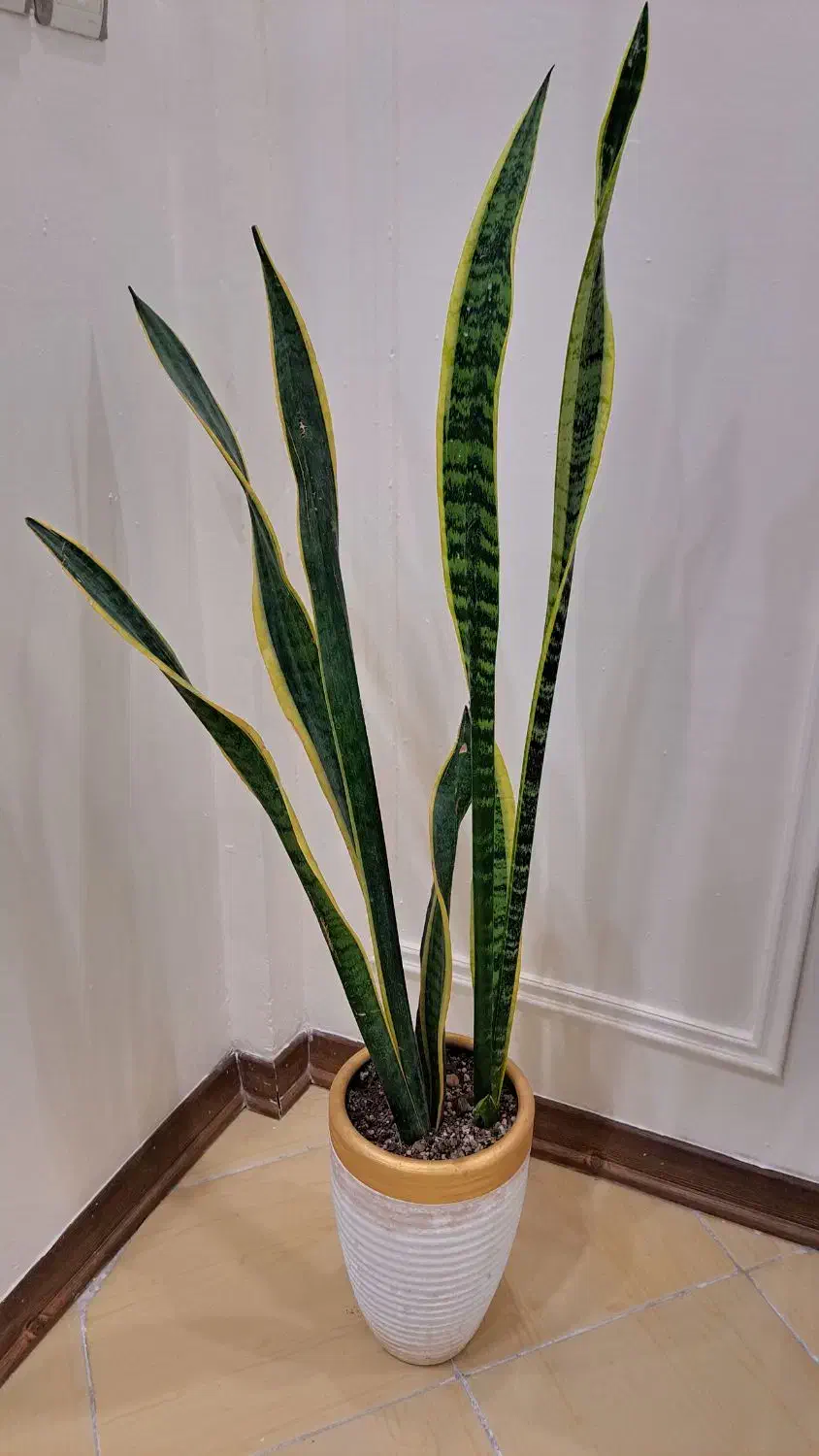 یازده عدد انواع گلهای آپارتمانی|گل و گیاه طبیعی|مشهد, شهرآرا|دیوار