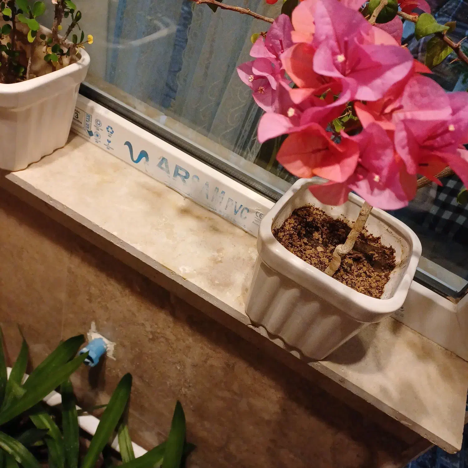 گل طبیعی|گل و گیاه طبیعی|سهند, |دیوار