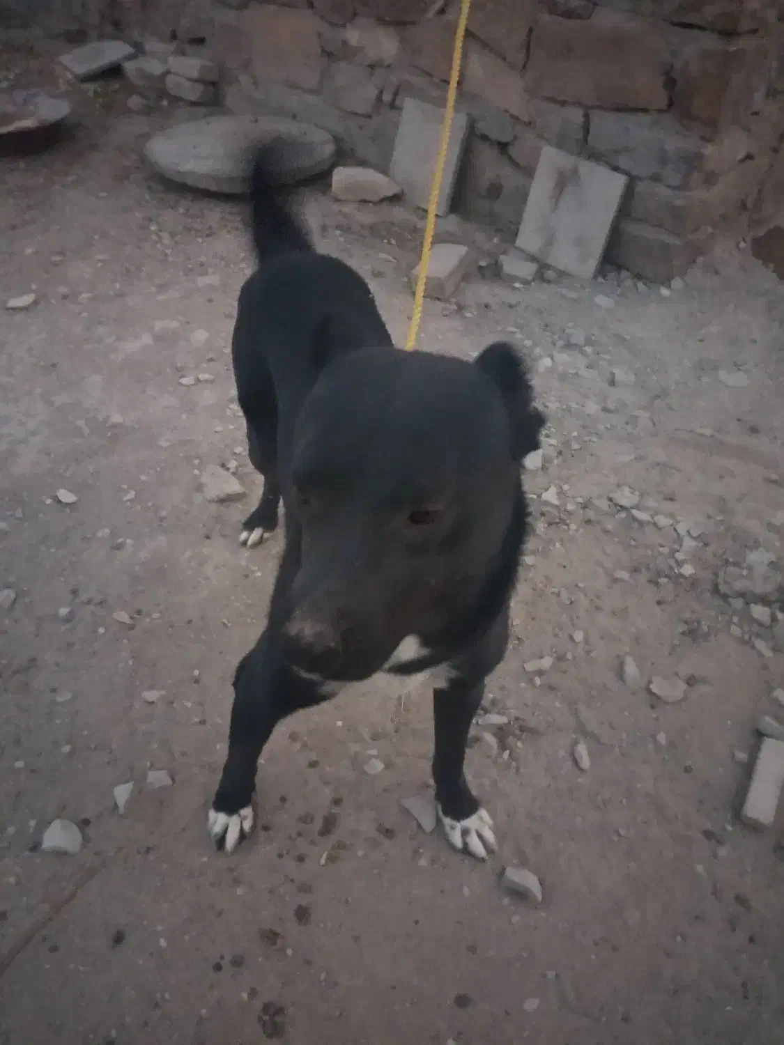 سگ نگهبان|سگ|تفرش, |دیوار