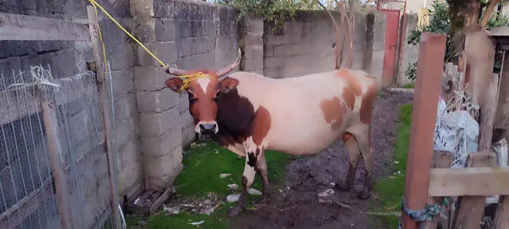 گاو با گوساله نر سیمینتال|حیوانات مزرعه|اسالم, |دیوار