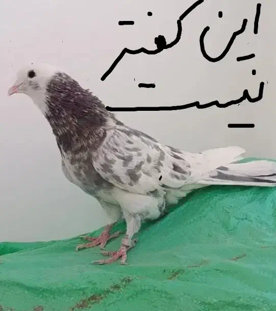 شازده سرور غریب گیری|حیوانات|علی‌آباد کتول, |دیوار