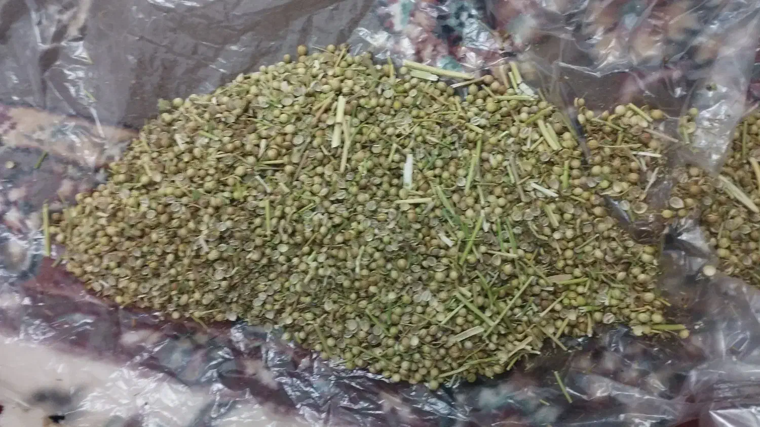 گشنیز سبز|عمدهفروشی|گیان, |دیوار