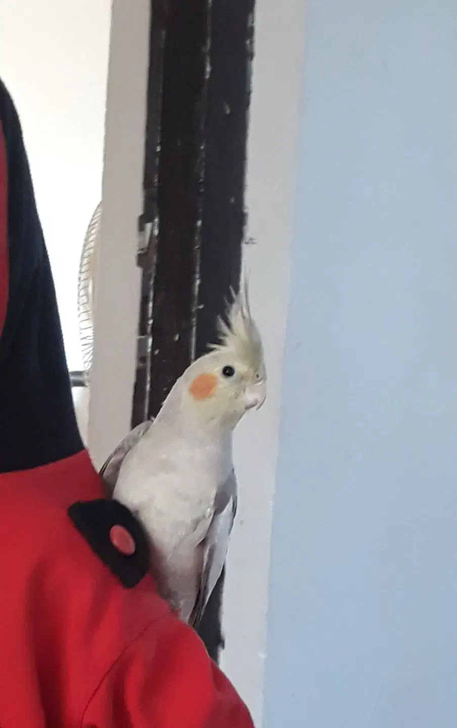 طوطی عروس گم شده مژدگانی ۱۵۰۰ داده می‌شود|حیوانات|رشت, شهرک صبا|دیوار