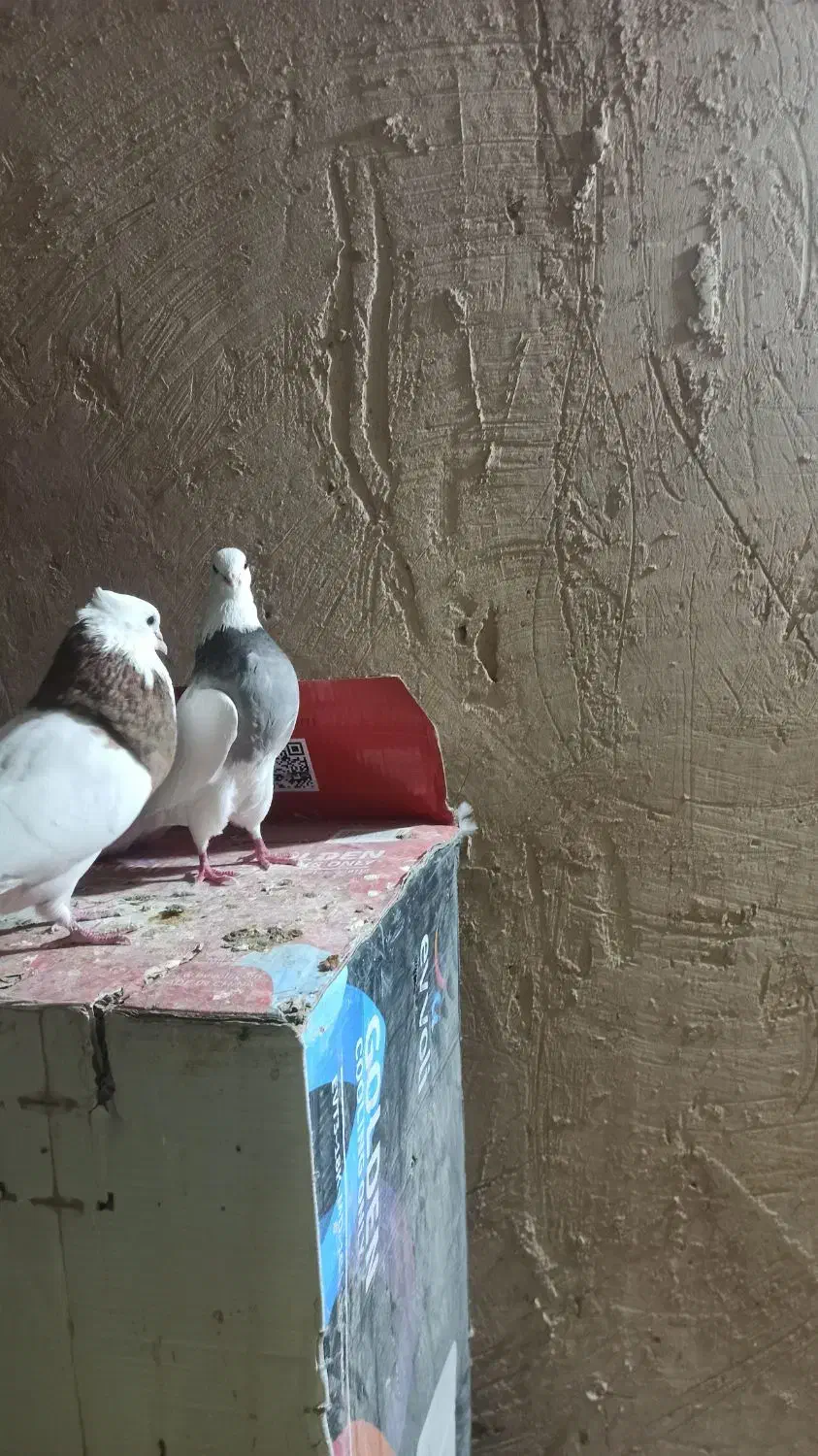 طوقی|پرنده|شیراز, شهرک گلها|دیوار