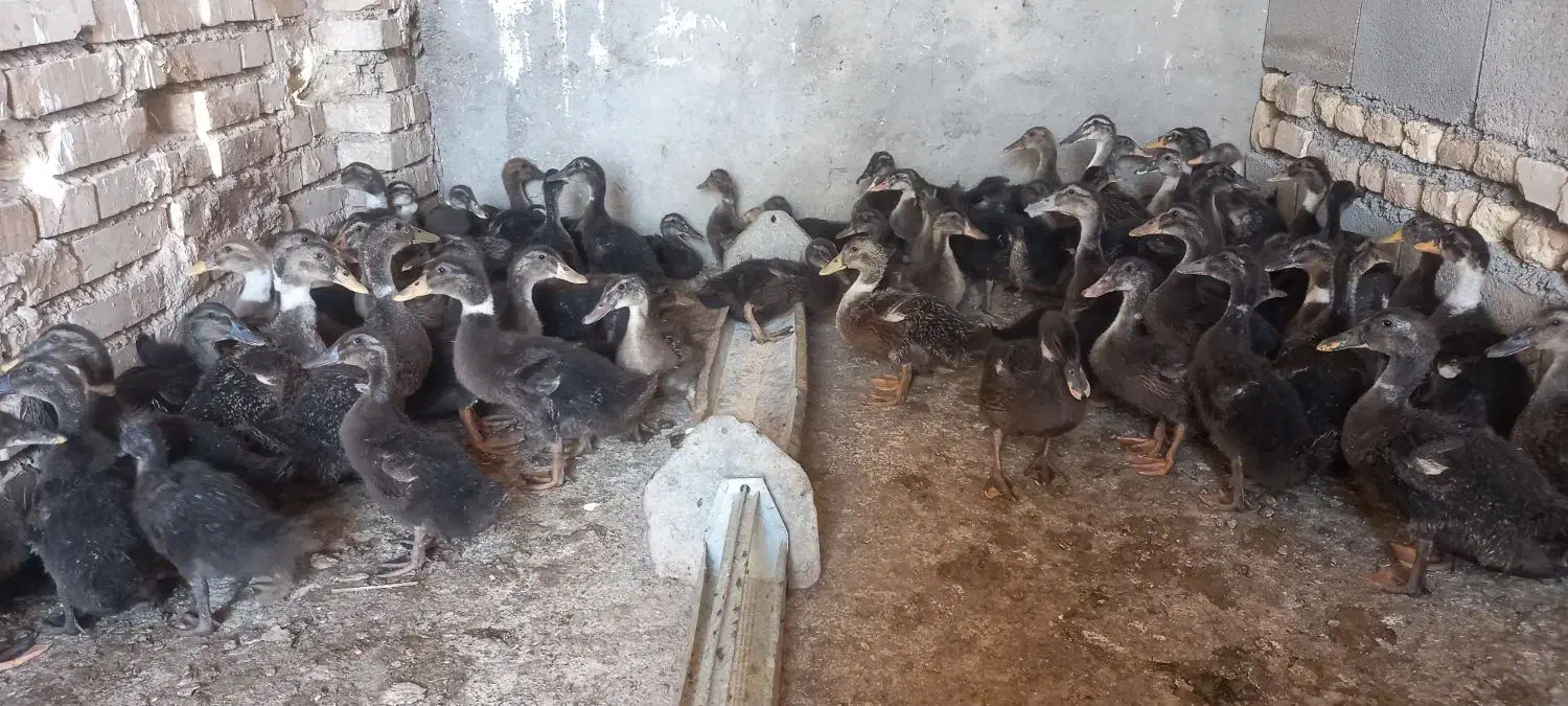 معاوضه اردک باغاز یا قوغاز|حیوانات مزرعه|کرخه, |دیوار