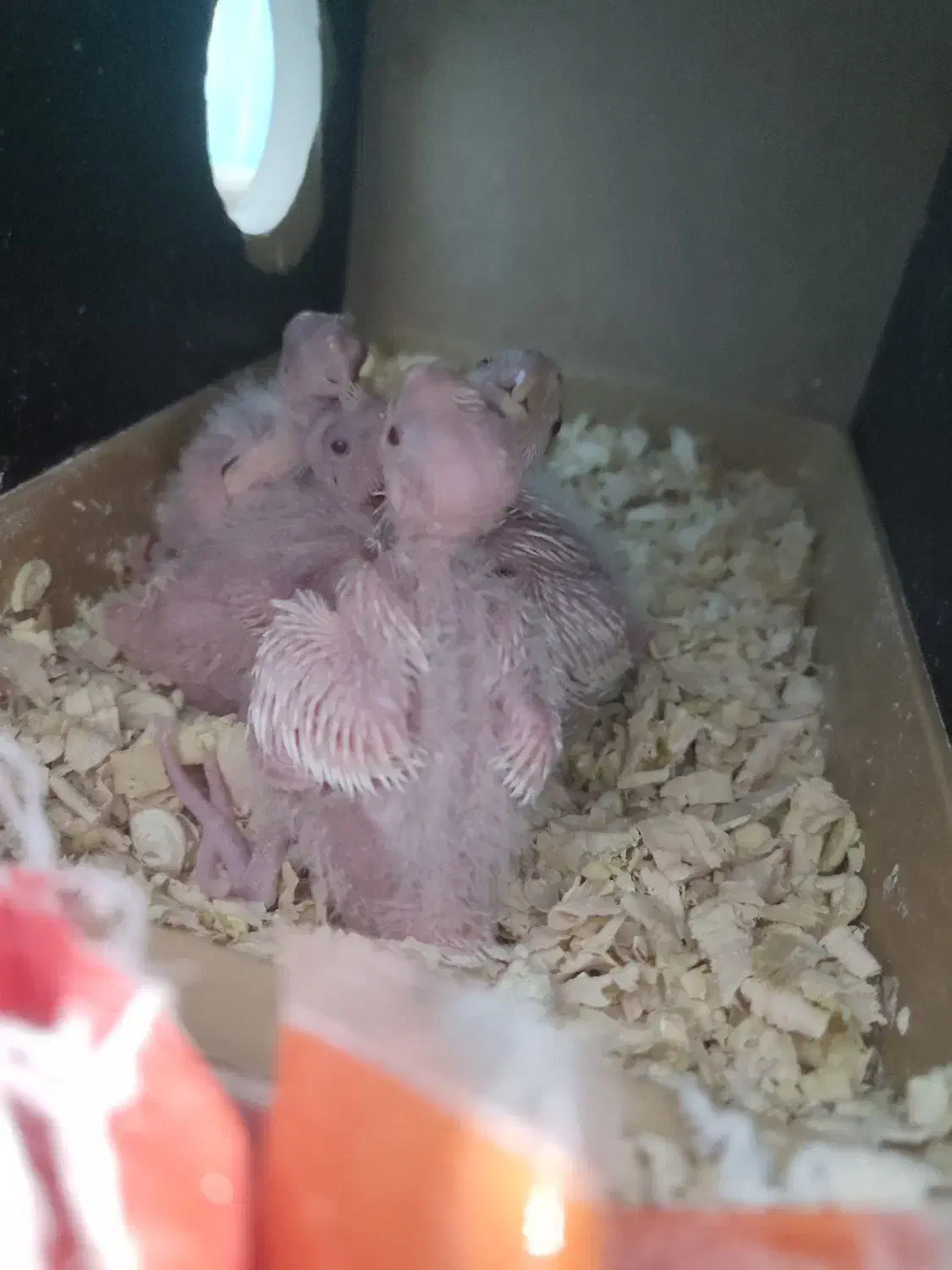 عروس هلندی آلبینو|پرنده|بمپور, |دیوار