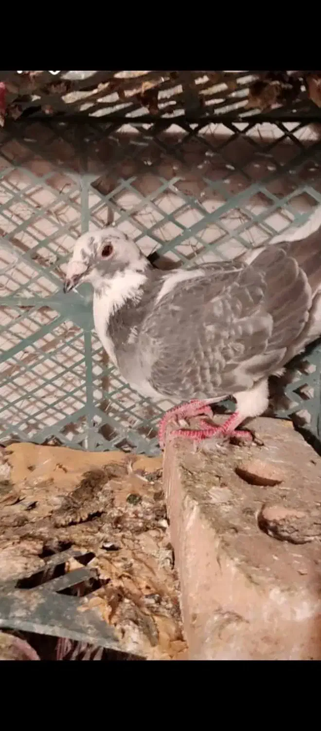 کبوتر|پرنده|اهر, |دیوار