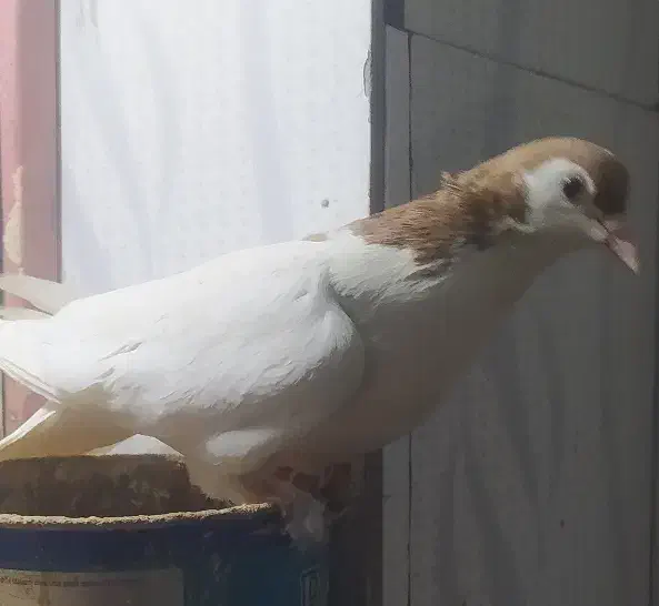 خالتک ماده|حراج|اسفراین, |دیوار