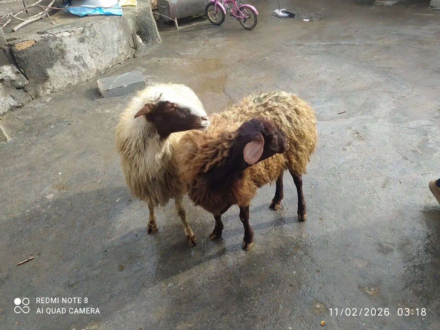 گوسفند ماده|حیوانات مزرعه|دهگلان, |دیوار