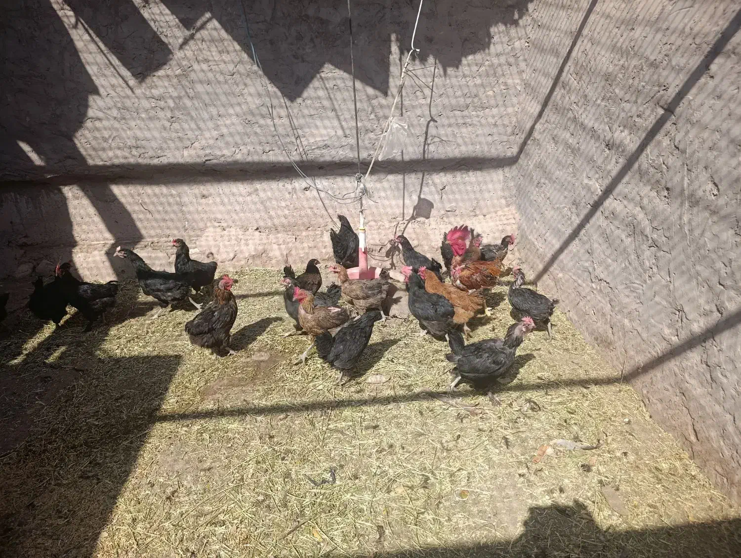 17عدد مرغ تخمی یک عدد خروس محلی|حیوانات مزرعه|ماهان, |دیوار