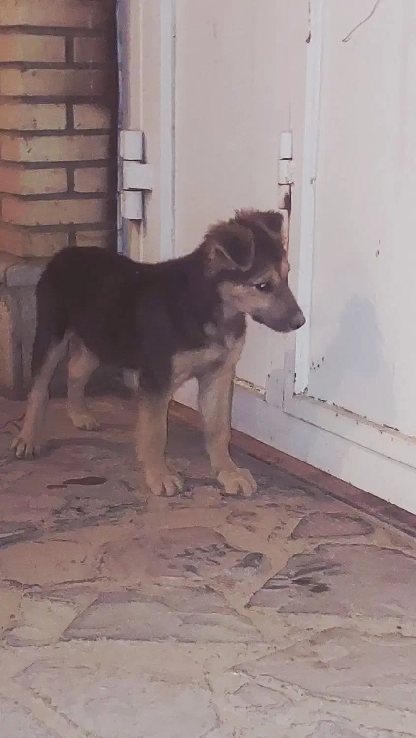 واگذاری توله ژرمن|سگ|شیراز, قلات|دیوار