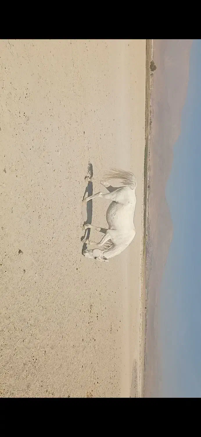 مادیان|اسب و تجهیزات اسب‌سواری|خانمیرزا, |دیوار